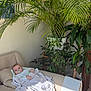 Theo is registered to the contest to win money with this photo: baby, blanket, couch, indoor, houseplant, potted_plant, sunlight, shadow, relaxing, child, face, furniture, living_room, comfort, pacifier, blanket_wrap, home, cozy, resting, soft