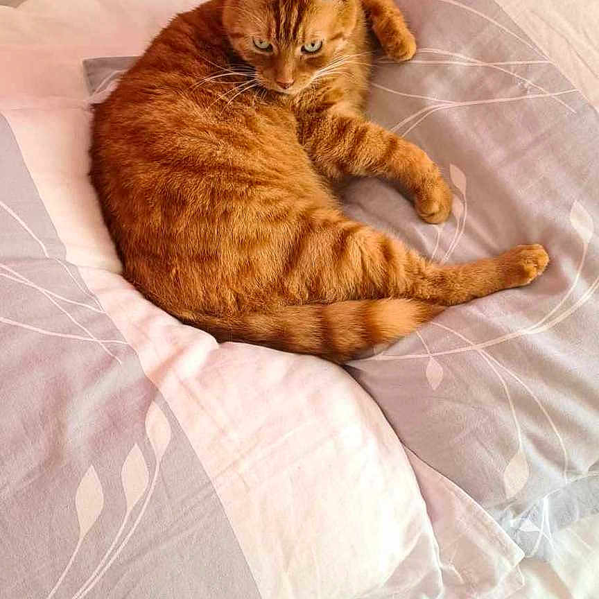 Caramel