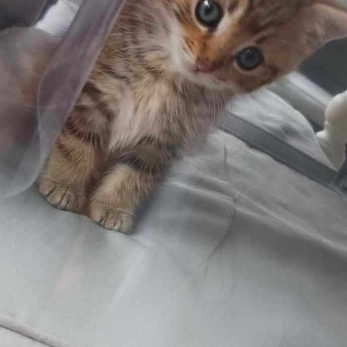 Loky