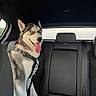 dog, siberian_husky, pet, animal, car_interior, backseat, leash, seatbelt, happy, tongue_out, blue_eyes, fur, canine, domestic_animal, vehicle, window, black_leather_seat, dog_harness, smiling, portrait