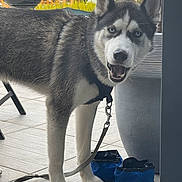 Indra participe au concours pour gagner de l'argent avec cette photo : dog, husky, blue_eyes, leash, collapsible_bowls, planter, plant, outdoor, tiled_floor, pet, animal, fur, black_and_white, portrait, standing, mouth_open, ears_up, daylight, nature, friendly