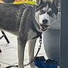 dog, husky, blue_eyes, leash, collapsible_bowls, planter, plant, outdoor, tiled_floor, pet, animal, fur, black_and_white, portrait, standing, mouth_open, ears_up, daylight, nature, friendly