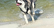 Indra a rejoint le concours — aidez-le/la à gagner de superbes lots ! animal, beach, canine, daytime, dog, fun, happy, husky, joy, nature, outdoor, pet, playful, running, sand, splashing, summer, water, water_splash, wet