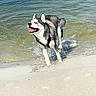Indra a rejoint le concours — aidez-le/la à gagner de superbes lots ! dog, husky, water, beach, sand, splashing, outdoor, animal, pet, happy, playful, summer, nature, canine, wet, running, water_splash, joy, daytime, fun