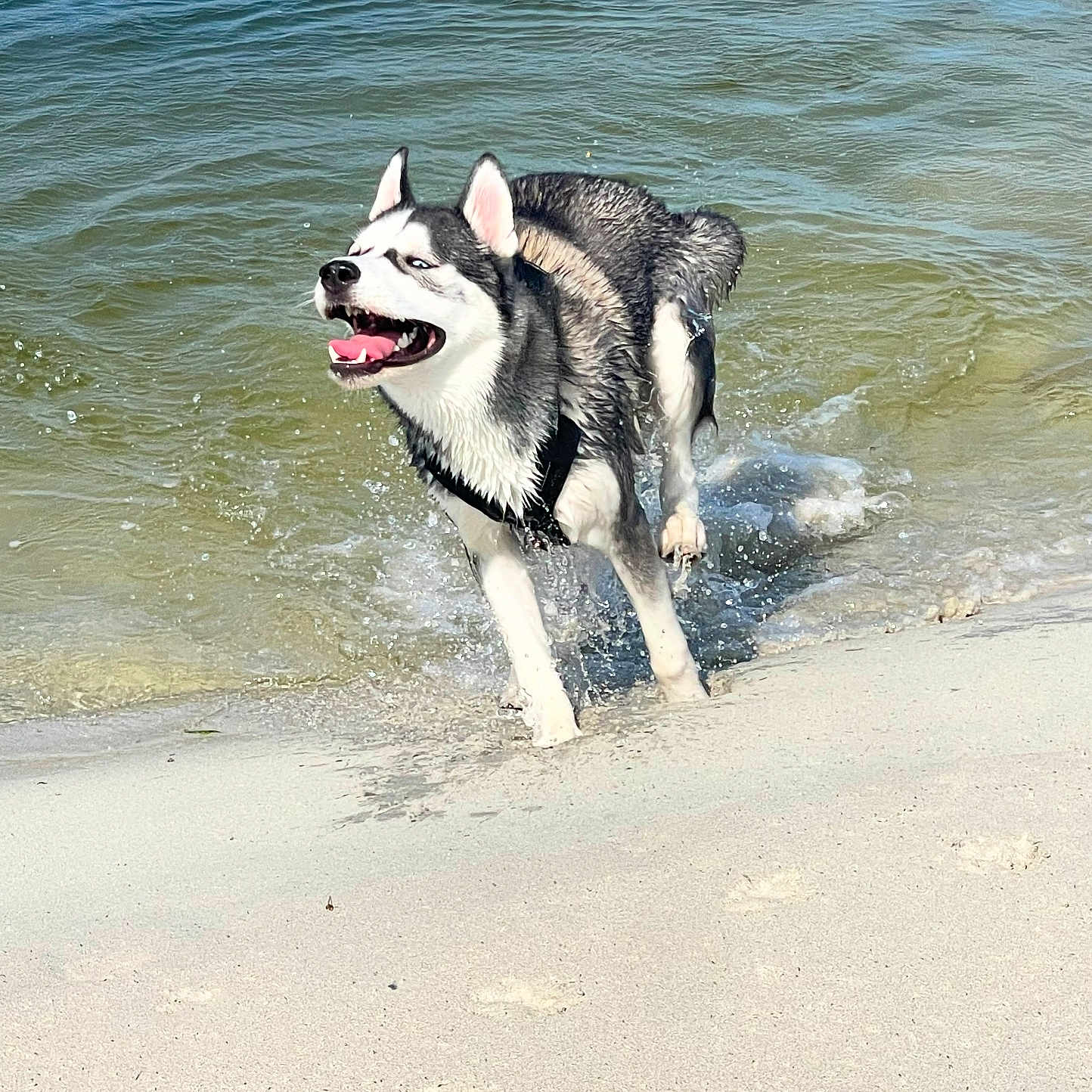 Indra a rejoint le concours — aidez-le/la à gagner de superbes lots ! dog, husky, water, beach, sand, splashing, outdoor, animal, pet, happy, playful, summer, nature, canine, wet, running, water_splash, joy, daytime, fun