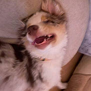 Ivy a rejoint le concours — aidez-le/la à gagner de superbes lots ! animal, bodypart, canine, cat, chair, cockerspaniel, couch, cushion, dog, face, furniture, head, homedecor, husky, mouth, papillon, person, pet, puppy, teeth