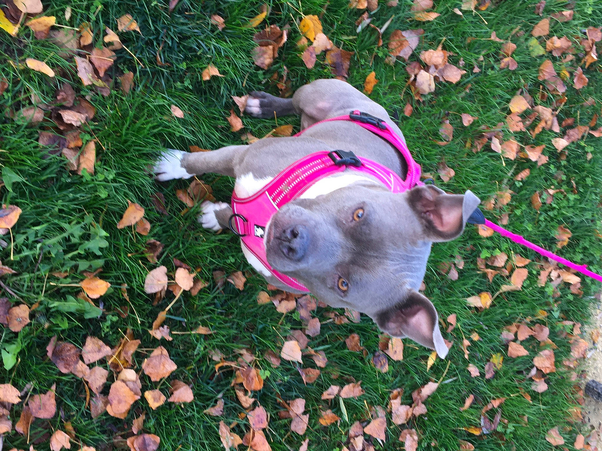 Naya a rejoint le concours — aidez-le/la à gagner de superbes lots ! autumn, canidae, carnivore, companion_dog, dog, dog_breed, fashion_accessory, fawn, grass, groundcover, guard_dog, leash, non_sporting_group, puppy, snout, sporting_group, tail, working_animal