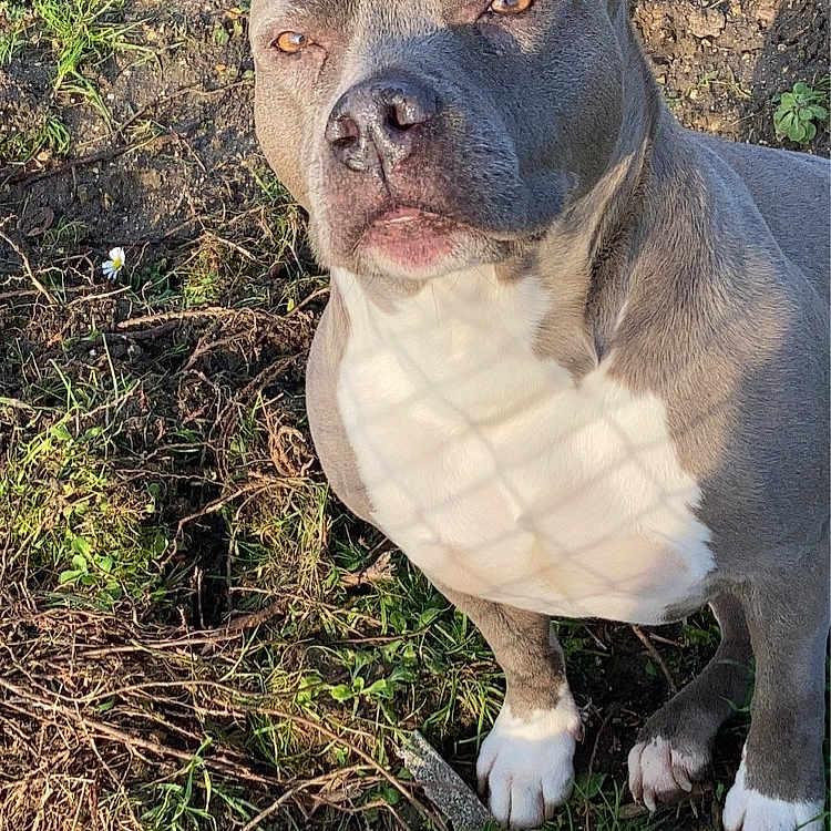Naya