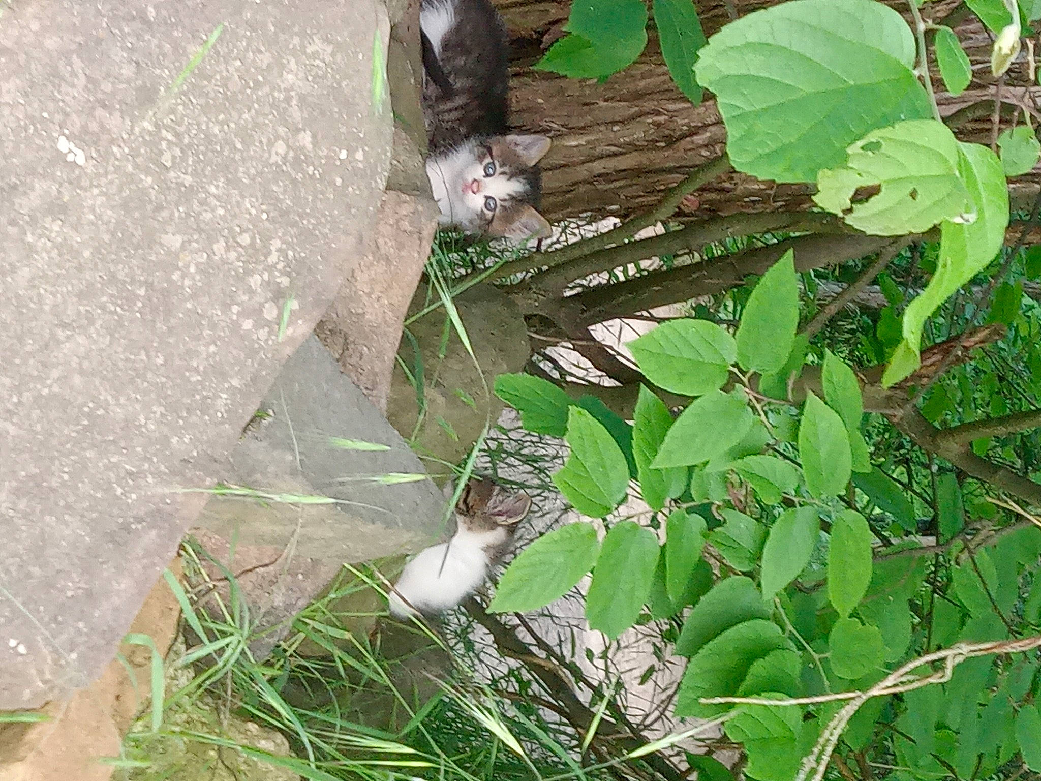 Kittens is registered to the contest to win money with this photo: annual_plant, beak, buddleia, flower, flowering_plant, grass, groundcover, herb, herbaceous_plant, perching_bird, plant, tail, terrestrial_plant, tree, twig