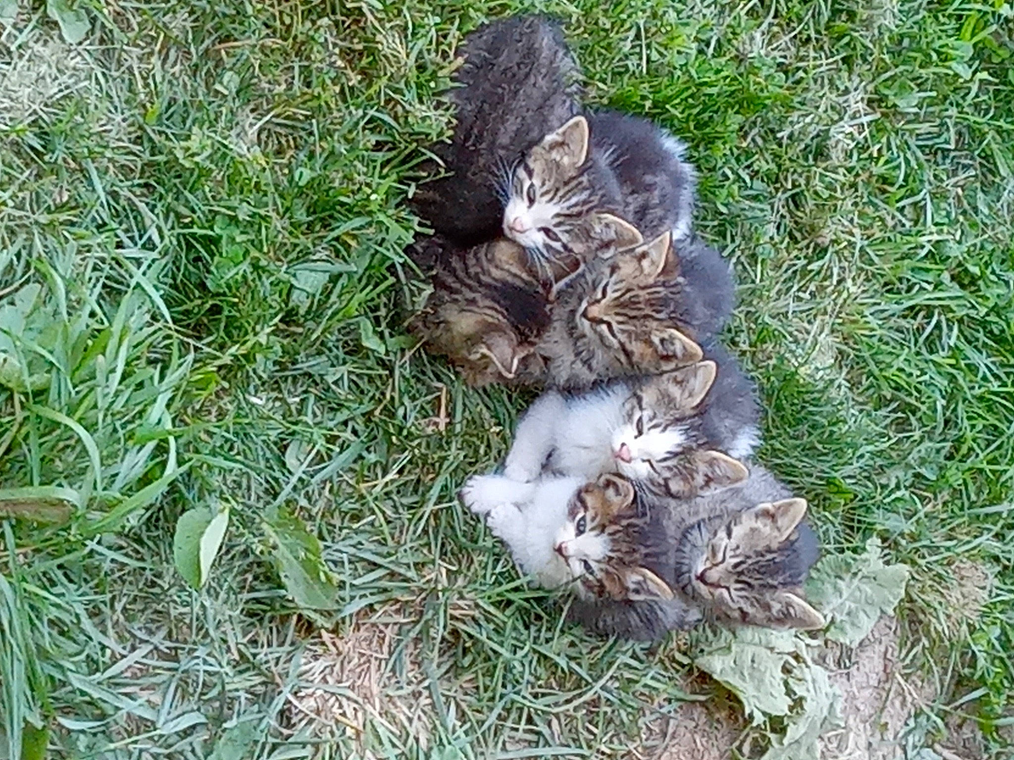 Kittens is registered to the contest to win money with this photo: beak, bird, duck, feather, felidae, grass, groundcover, plant, soil, sporting_group, tail, terrestrial_animal, water_bird, wildlife
