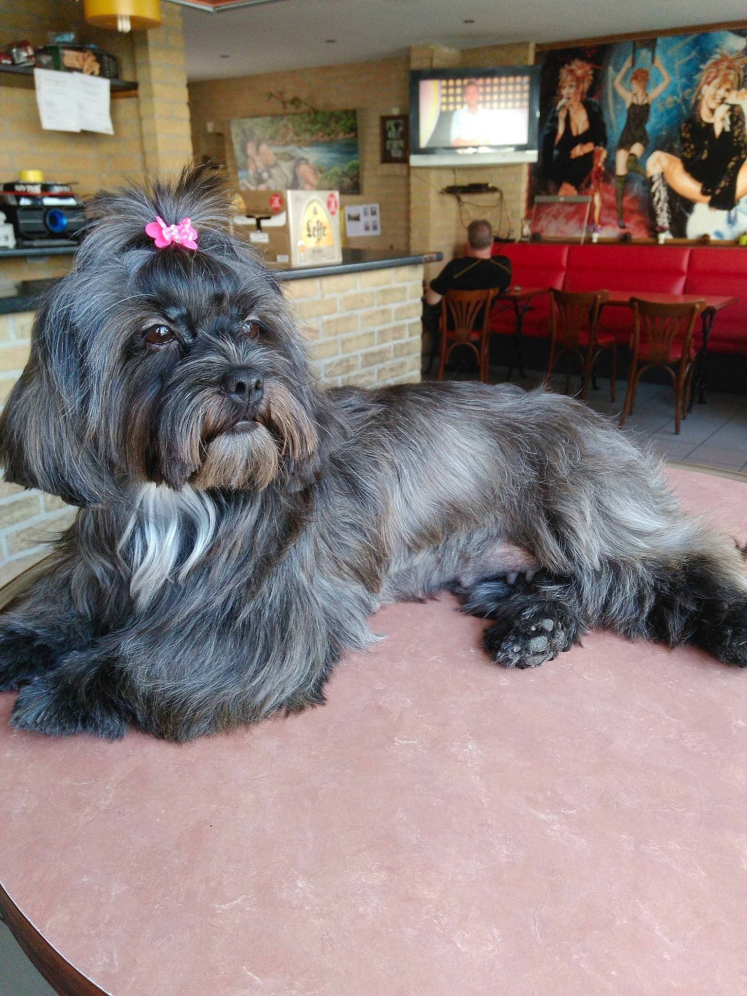 Lilou a rejoint le concours — aidez-le/la à gagner de superbes lots ! affenpinscher, cairn_terrier, cao_da_serra_de_aires, carnivoran, dog, dog_breed, dog_breed_group, dog_like_mammal, fur, havanese, lhasa_apso, lowchen, mammal, miniature_schnauzer, person, sapsali, schapendoes, shih_tzu, tibetan_terrier, vertebrate