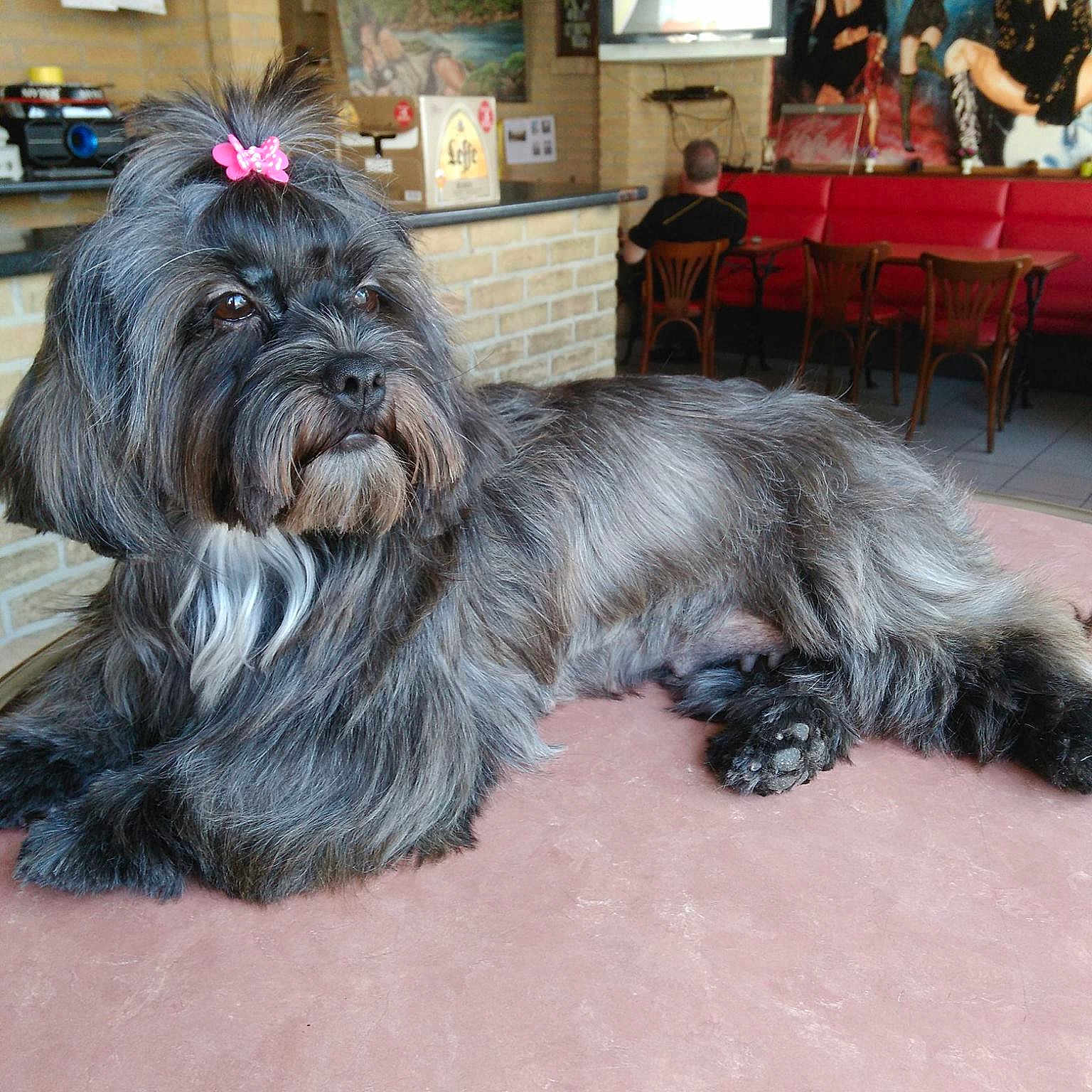 Lilou a rejoint le concours — aidez-le/la à gagner de superbes lots ! affenpinscher, cairn_terrier, cao_da_serra_de_aires, carnivoran, dog, dog_breed, dog_breed_group, dog_like_mammal, fur, havanese, lhasa_apso, lowchen, mammal, miniature_schnauzer, person, sapsali, schapendoes, shih_tzu, tibetan_terrier, vertebrate