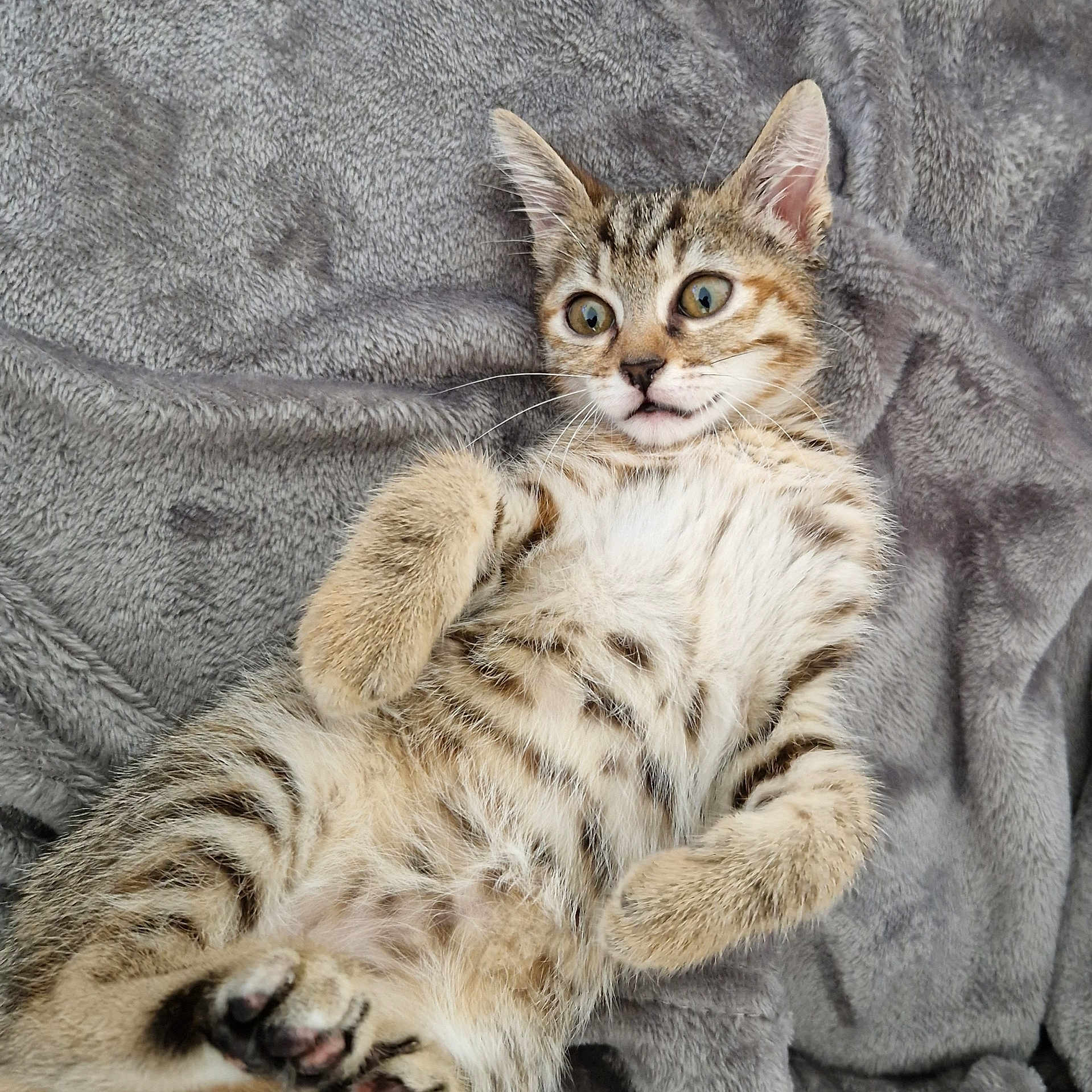 Noisette participe au concours pour gagner de l'argent avec cette photo : abyssinian, animal, blanket, cat, kitten, manx, ocelot, pet, siamese