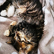 Saphir a rejoint le concours — aidez-le/la à gagner de superbes lots ! kitten, cat, sleeping, fur, tabby, pet, animal, cozy, blanket, soft, cute, whiskers, paws, indoor, relaxing, resting, feline, young, fluffy, domestic_cat