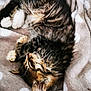 kitten, cat, sleeping, fur, tabby, pet, animal, cozy, blanket, soft, cute, whiskers, paws, indoor, relaxing, resting, feline, young, fluffy, domestic_cat