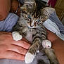 kitten, cat, feline, pet, animal, cute, fur, whiskers, paws, bed, blanket, person, hand, resting, indoor, cozy, soft, young, tabby, domestic_cat
