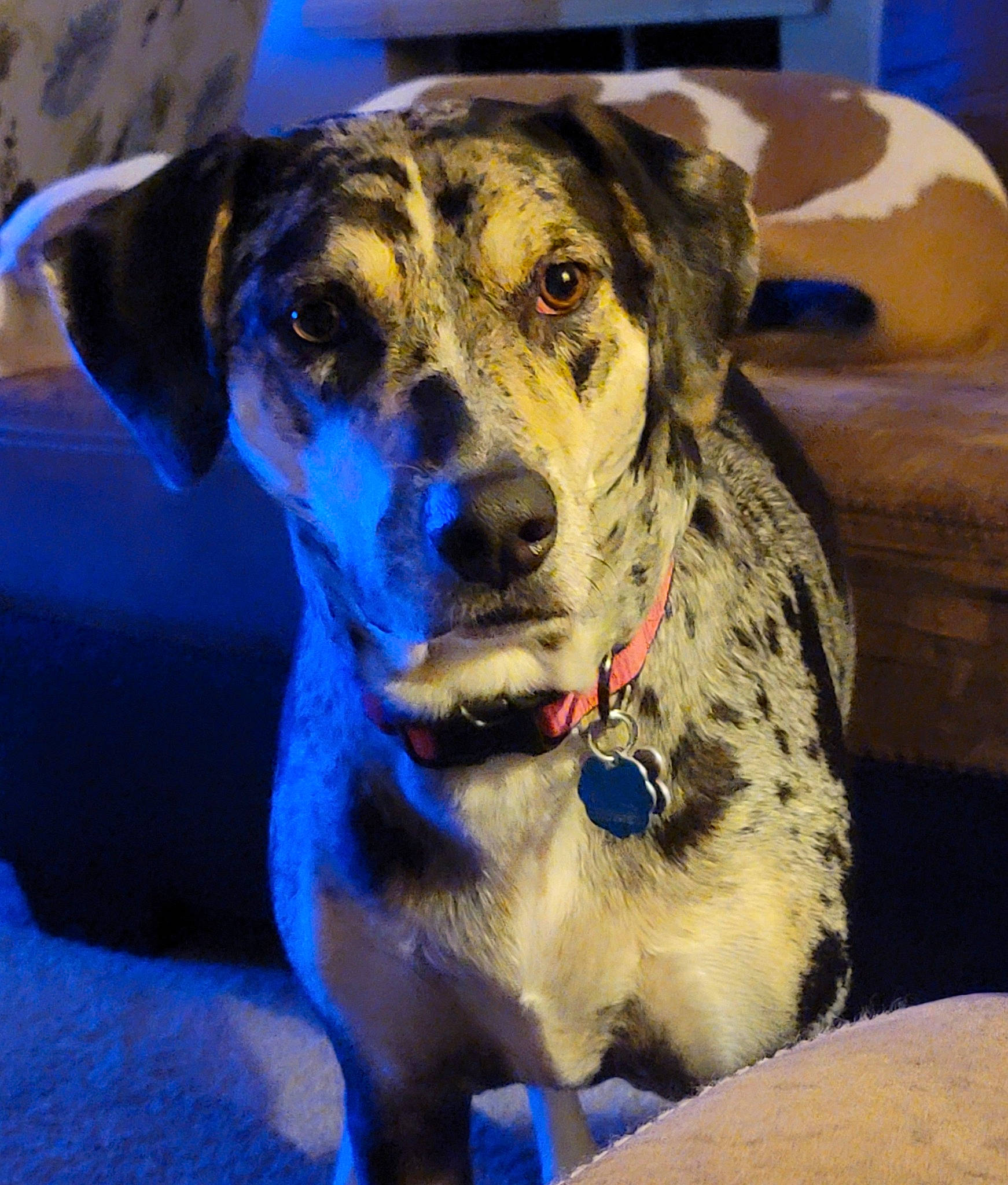 Luna joined the competition — help win amazing prizes! blue, canidae, carnivore, collar, companion_dog, dog, dog_breed, dog_collar, electric_blue, eye, fawn, fur, great_dane, guard_dog, pet_supply, snout, sporting_group, whiskers, working_animal, working_dog