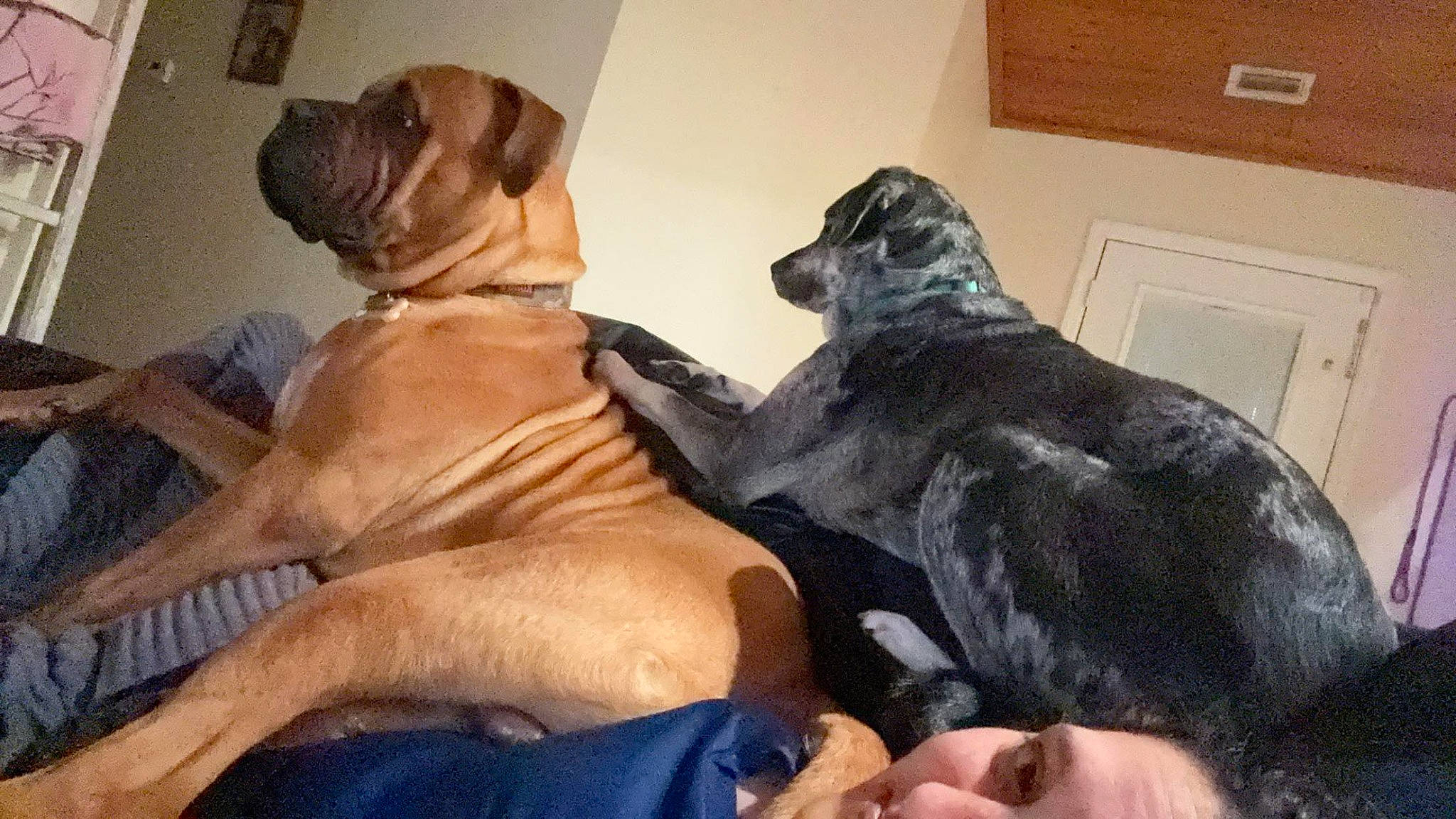 Hercules is registered to the contest to win money with this photo: canidae, carnivore, collar, comfort, companion_dog, dog, dog_breed, dog_supply, door, fawn, fur, guard_dog, light_switch, liver, snout, sporting_group, tail, wall_plate, working_animal, working_dog