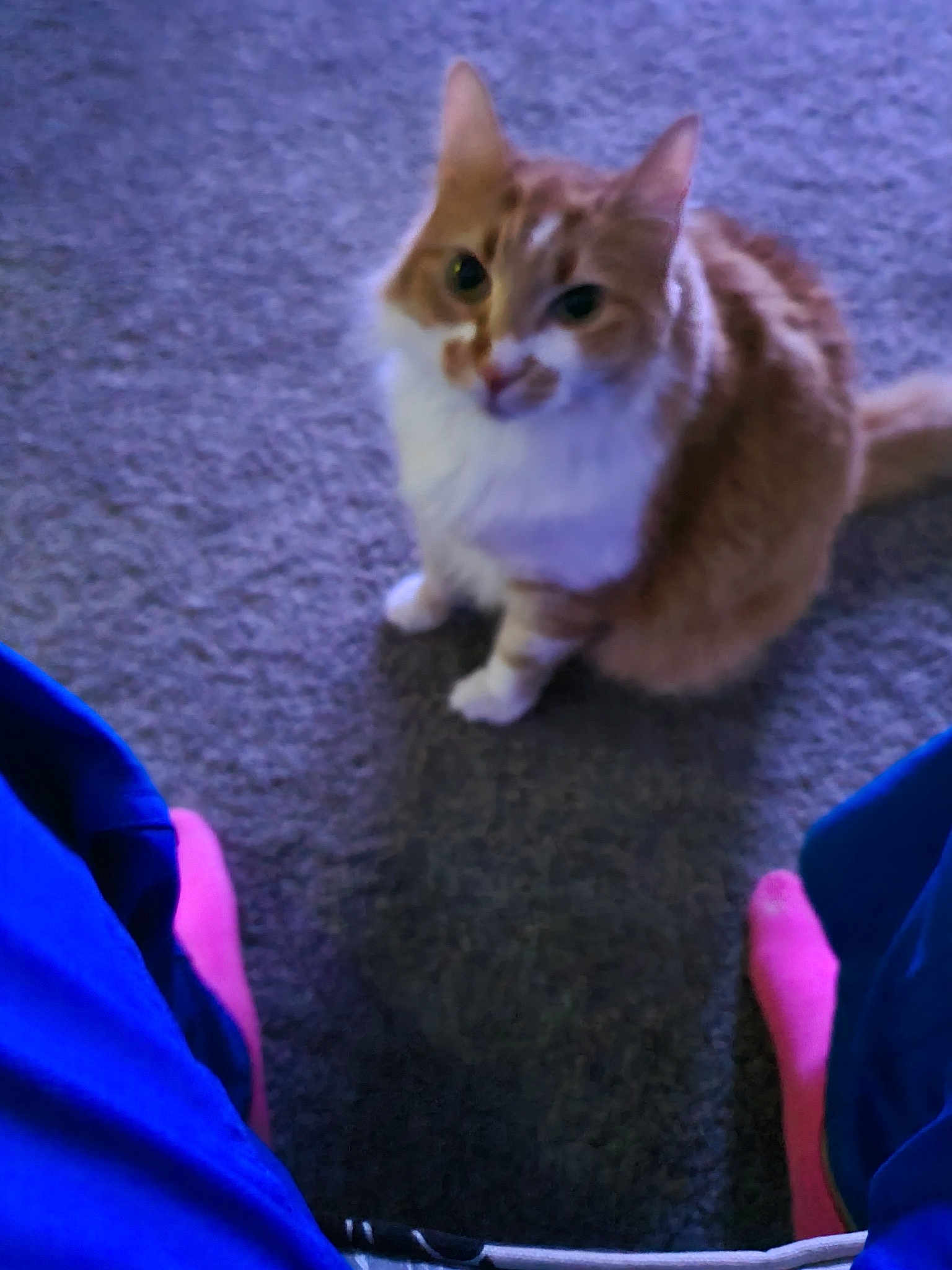 Midget