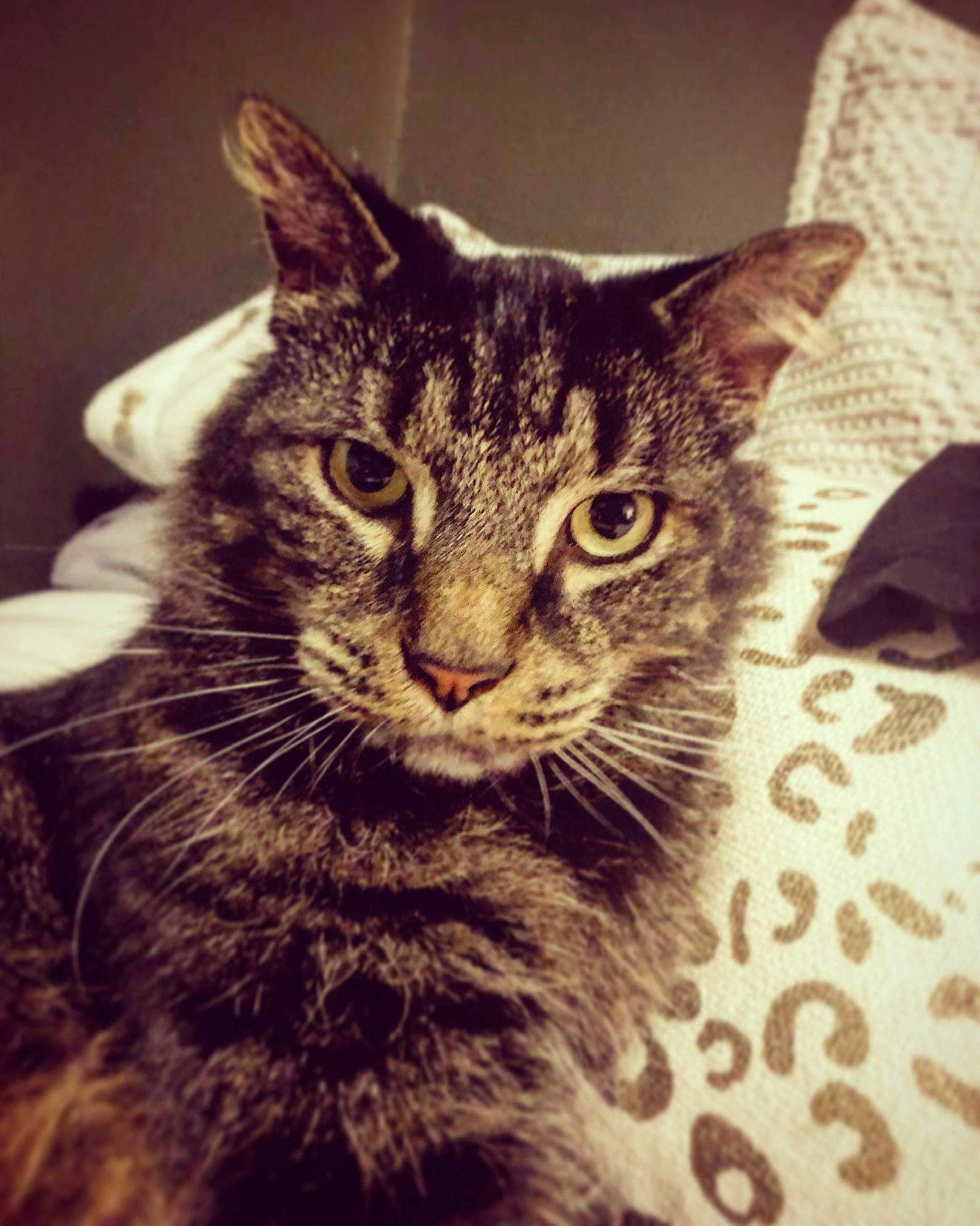 Charlie is registered to the contest to win money with this photo: carnivore, cat, cloud, domestic_short_haired_cat, ear, felidae, fur, iris, monochrome, monochrome_photography, paw, small_to_medium_sized_cats, snout, square, whiskers, wildlife, window