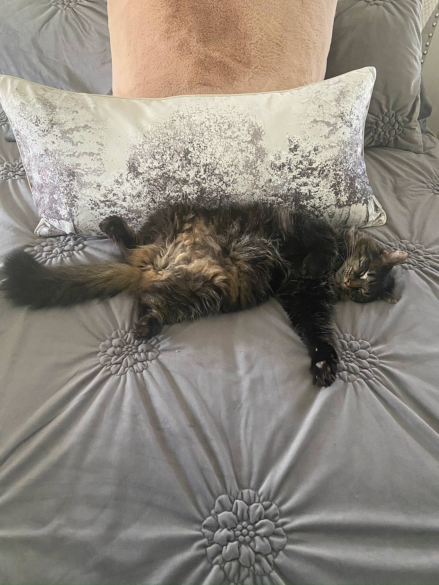 Charlie joined the competition — help win amazing prizes! bed, bed_frame, bed_sheet, bedding, bedroom, carnivore, cat, chair, comfort, couch, duvet, felidae, flooring, furniture, grey, linens, pillow, textile, white, window