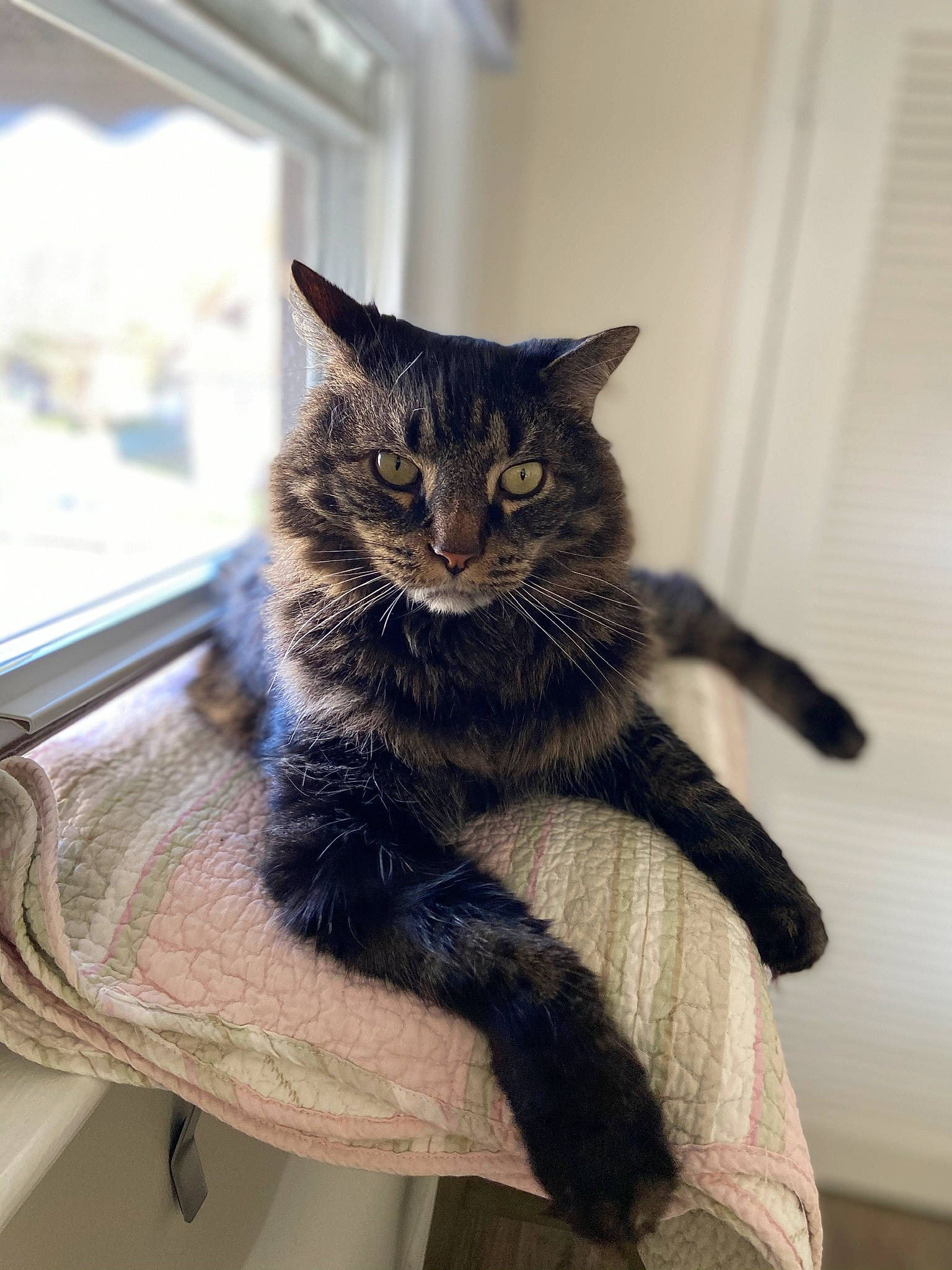 Charlie is registered to the contest to win money with this photo: carnivore, cat, claw, comfort, denim, domestic_short_haired_cat, eye, felidae, fur, grey, human_leg, leg, sitting, small_to_medium_sized_cats, snout, tail, whiskers, window, wood, wool