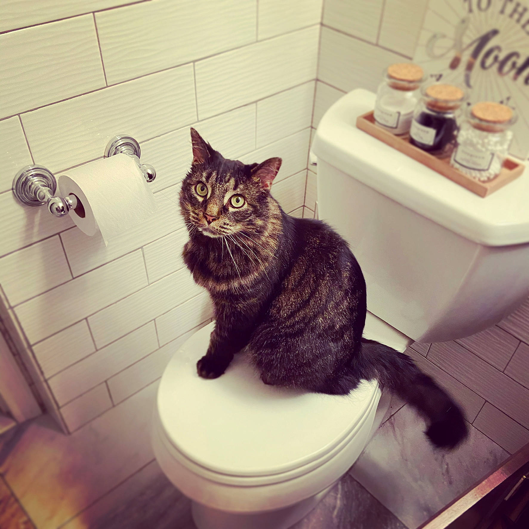 Charlie joined the competition — help win amazing prizes! bathroom, bathroom_sink, beauty, carnivore, cat, domestic_short_haired_cat, felidae, floor, flooring, photograph, plant, plumbing, plumbing_fixture, purple, rectangle, sink, small_to_medium_sized_cats, tail, toilet, whiskers