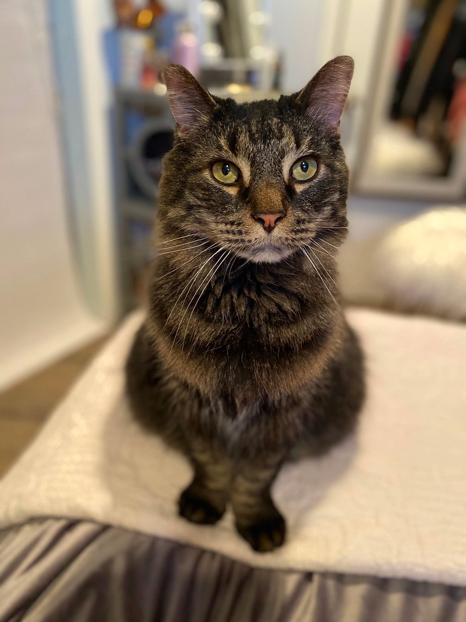 Charlie joined the competition — help win amazing prizes! art, carnivore, cat, claw, domestic_short_haired_cat, felidae, fur, grey, paw, small_to_medium_sized_cats, snout, whiskers, wildlife, window