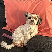 Precious joined the competition — help win amazing prizes! dog, couch, pillow, toy, pet, indoor, relaxed, fluffy, white, gray, fur, chew_toy, home, furniture, canine, resting, companion, domestic_animal, cozy, living_room
