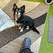 Chloe joined the competition — help win amazing prizes! small_dog, black_and_white, dog, pet, sitting, rug, patterned_rug, footwear, croc_shoe, leg, indoor, artificial_grass, green_carpet, wheelchair_wheels, household_items, cozy, casual, fur, animal, companion