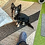 small_dog, black_and_white, dog, pet, sitting, rug, patterned_rug, footwear, croc_shoe, leg, indoor, artificial_grass, green_carpet, wheelchair_wheels, household_items, cozy, casual, fur, animal, companion