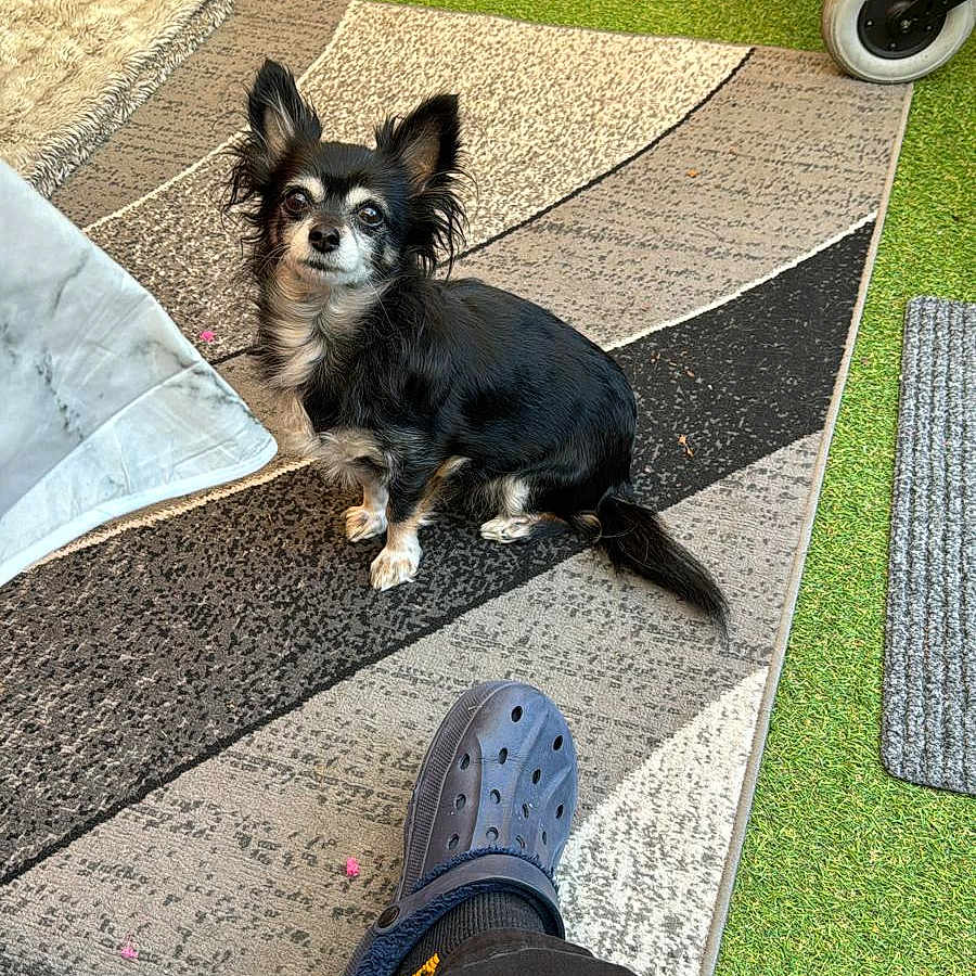 Chloe joined the competition — help win amazing prizes! animal, artificial_grass, black_and_white, casual, companion, cozy, croc_shoe, dog, footwear, fur, green_carpet, household_items, indoor, leg, patterned_rug, pet, rug, sitting, small_dog, wheelchair_wheels