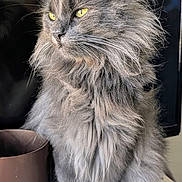 Merlin participe au concours pour gagner de l'argent avec cette photo : cat, gray_cat, fluffy, long_hair, yellow_eyes, pet, indoor, sitting, portrait, feline, whiskers, ears, fur, domestic_cat, animal, close_up, table, pot, relaxed, looking_away