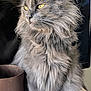 cat, gray_cat, fluffy, long_hair, yellow_eyes, pet, indoor, sitting, portrait, feline, whiskers, ears, fur, domestic_cat, animal, close_up, table, pot, relaxed, looking_away