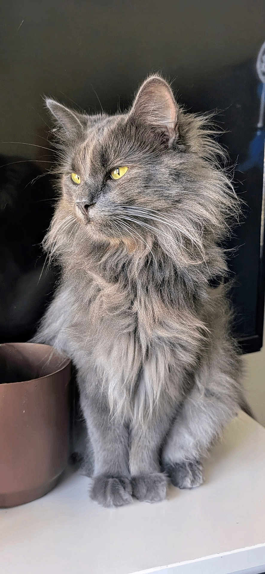 Merlin participe au concours pour gagner de l'argent avec cette photo : cat, gray_cat, fluffy, long_hair, yellow_eyes, pet, indoor, sitting, portrait, feline, whiskers, ears, fur, domestic_cat, animal, close_up, table, pot, relaxed, looking_away