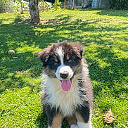 Aina participe au concours pour gagner de l'argent avec cette photo : animal, canine, cute, daytime, dog, fluffy, garden, grass, greenery, happy, nature, outdoor, pet, playful, puppy, summer, sunlight, tongue_out, tree, young_dog