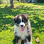 animal, canine, cute, daytime, dog, fluffy, garden, grass, greenery, happy, nature, outdoor, pet, playful, puppy, summer, sunlight, tongue_out, tree, young_dog