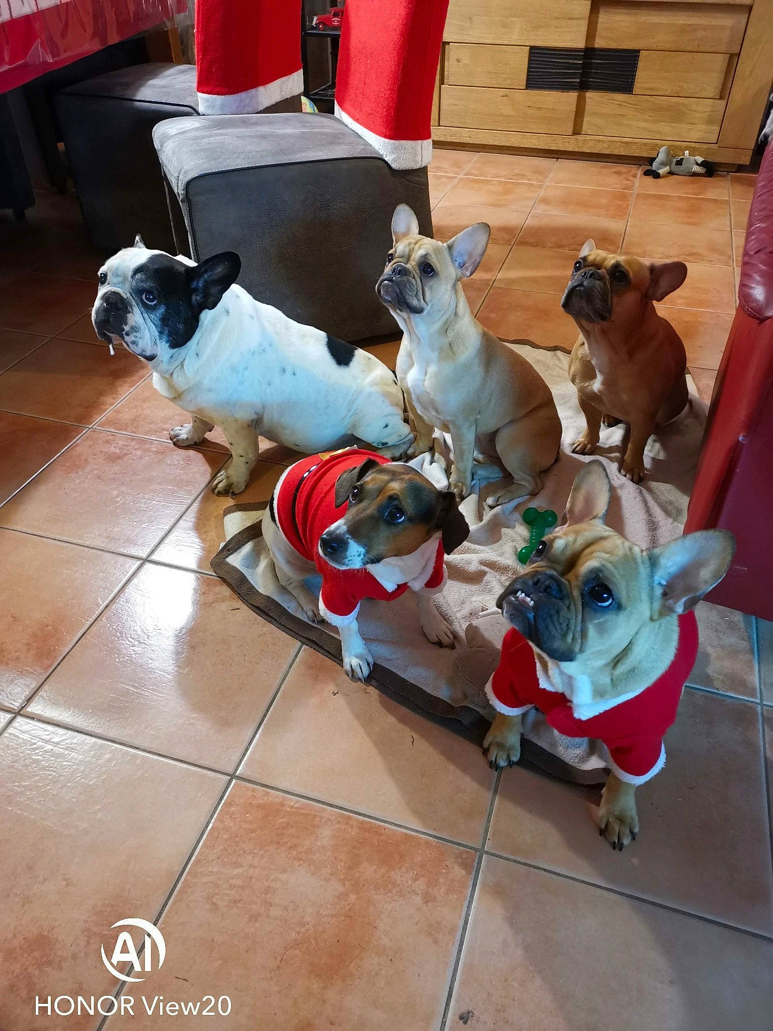 Praliné Et Pearl a rejoint le concours — aidez-le/la à gagner de superbes lots ! canidae, carmine, carnivore, christmas, collar, companion_dog, dog, dog_breed, dog_clothes, dog_collar, dog_supply, fawn, flooring, leash, pet_supply, snout, sporting_group, tail, toy_dog, working_animal