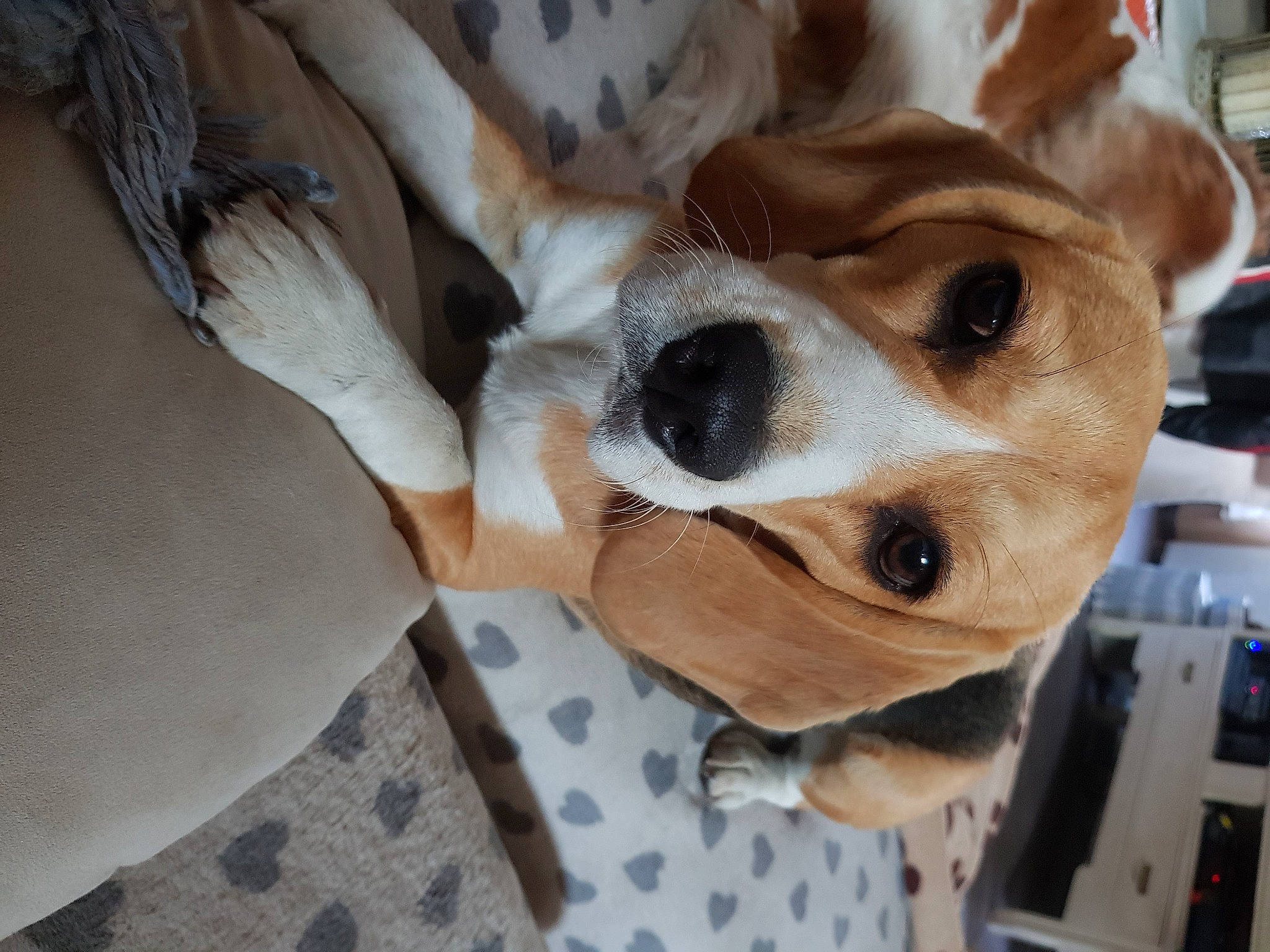 O'Yana participe au concours pour gagner de l'argent avec cette photo : canidae, carnivore, collar, companion_dog, dog, dog_breed, dog_collar, dog_supply, fawn, fur, home_accessories, hunting_dog, paw, pet_supply, polka_dot, snout, sporting_group, vertebrate, whiskers, working_animal