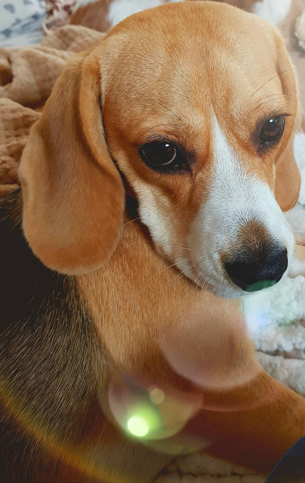 O'Yana a rejoint le concours — aidez-le/la à gagner de superbes lots ! american_foxhound, beagle, beaglier, canidae, carnivore, companion_dog, dog, dog_breed, fawn, hound, liver, scent_hound, snout, sporting_group, tan, vertebrate, whiskers, working_animal, working_dog