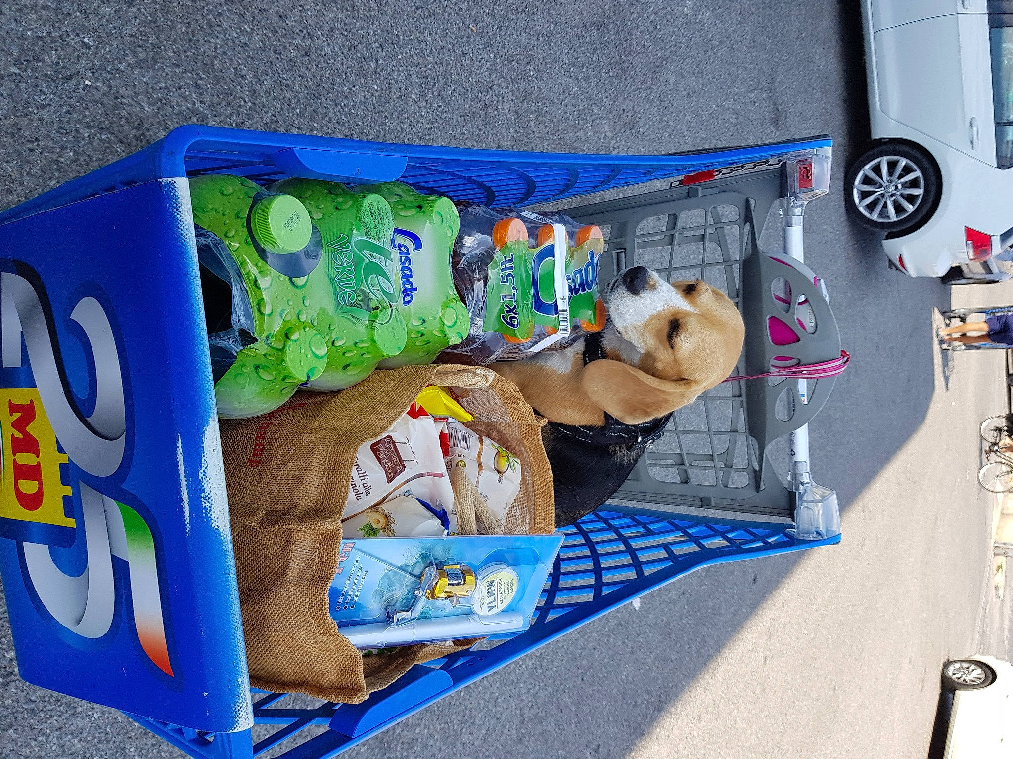 O'Yana participe au concours pour gagner de l'argent avec cette photo : alloy_wheel, auto_part, automotive_exterior, automotive_lighting, automotive_parking_light, automotive_tail_brake_light, automotive_tire, automotive_wheel_system, canidae, carnivore, companion_dog, dog, dog_breed, dog_supply, fender, pet_supply, rim, snout, sporting_group, vehicle_door