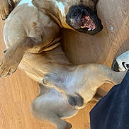 Frankie joined the competition — help win amazing prizes! dog, playful, wooden_floor, teeth, grin, pet, canine, indoor, paw, fur, brown, white_patch, flooring, relaxed, companion, animal, snout, toes, human_foot, shoe