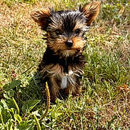 Arko a rejoint le concours — aidez-le/la à gagner de superbes lots ! adorable, animal, cute, daylight, dog, ears, flower, fur, grass, greenery, nature, outdoor, pet, portrait, puppy, sitting, small, sunlight, wildflowers, young