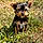 Arko