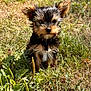 adorable, animal, cute, daylight, dog, ears, flower, fur, grass, greenery, nature, outdoor, pet, portrait, puppy, sitting, small, sunlight, wildflowers, young