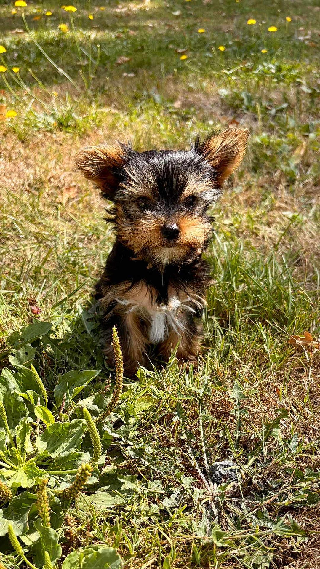 Arko
