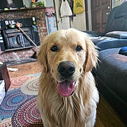 Toby is registered to the contest to win money with this photo: dog, golden_retriever, indoor, living_room, carpet, fireplace, tongue_out, pet, canine, fur, mammal, animal, smiling, couch, wood_floor, door, hanging_bags, decor, portrait, close_up