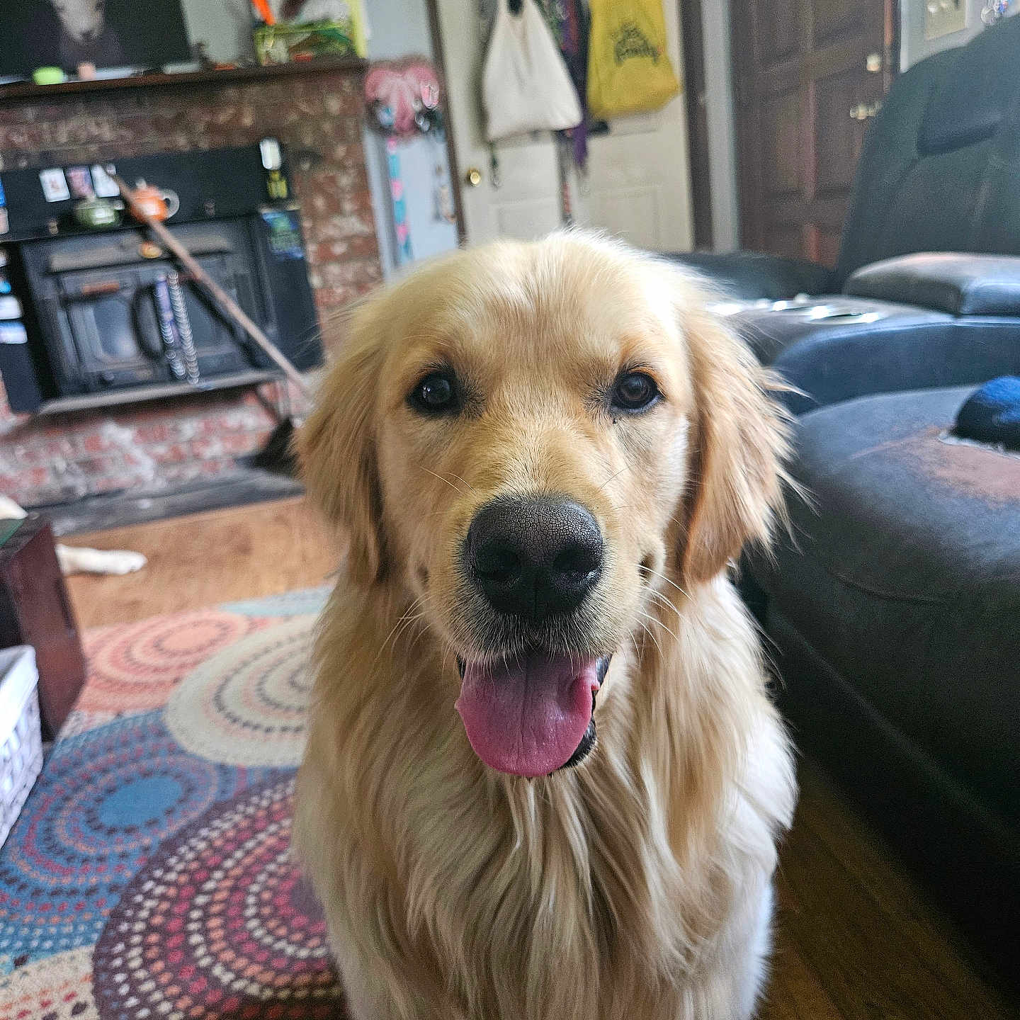 Toby is registered to the contest to win money with this photo: animal, canine, carpet, close_up, couch, decor, dog, door, fireplace, fur, golden_retriever, hanging_bags, indoor, living_room, mammal, pet, portrait, smiling, tongue_out, wood_floor