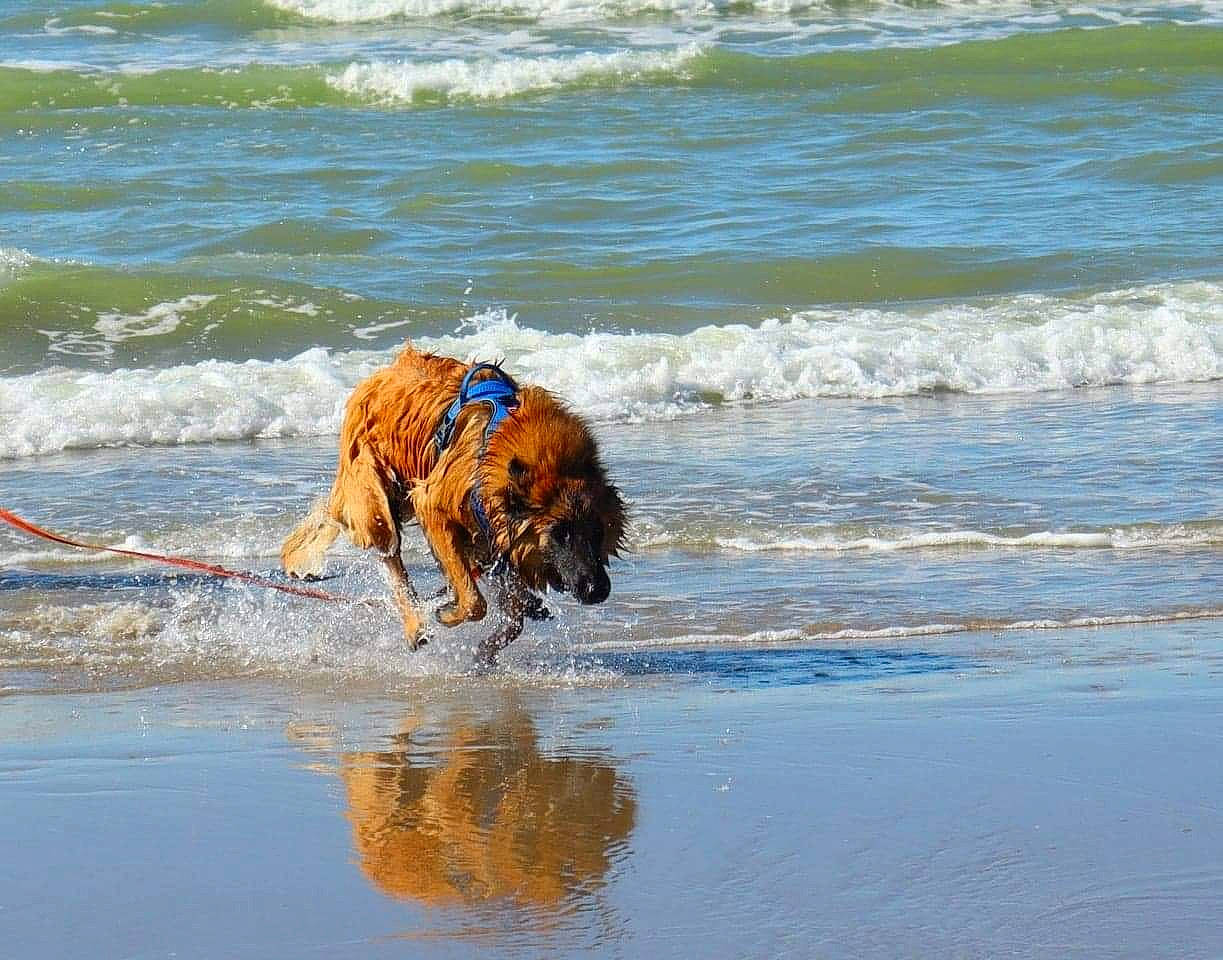 Pharaon a rejoint le concours — aidez-le/la à gagner de superbes lots ! beach, canidae, carnivore, collar, dog, dog_breed, fawn, fun, gun_dog, lake, leash, ocean, recreation, retriever, sporting_group, tail, water, wave, wind_wave, working_animal