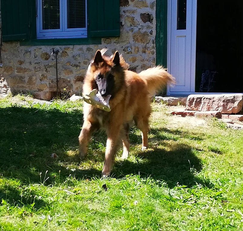 Pharaon participe au concours pour gagner de l'argent avec cette photo : canidae, carnivore, companion_dog, dog, dog_breed, dog_supply, door, fawn, german_shepherd_dog, grass, house, old_german_shepherd_dog, plant, snout, sporting_group, tail, tree, window, working_dog, yard